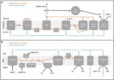 The Complementary Roles of Chloroplast Cyclic Electron Transport and Mitochondrial Alternative Oxidase to Ensure Photosynthetic Performance